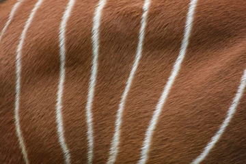 Fototapeten Antilope Eastern /Mountain Bongo coat markings  © Accent