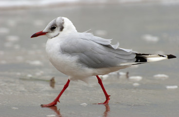 Obraz premium möwe im gleichschritt