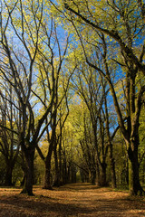 Fototapeta premium Allée