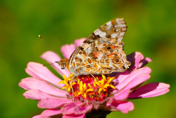 butterfly collecting nectar, close up