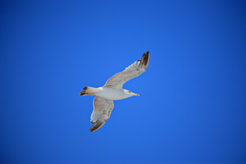Sea gull in flight