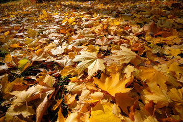 autumn motive, park, mellow autumn