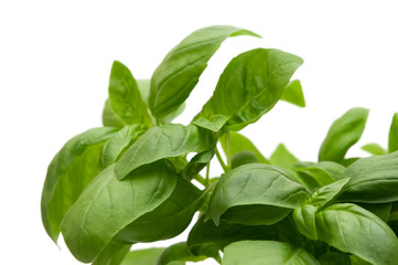 fresh basil on white background