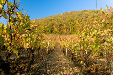 Naklejka premium Vigne