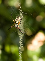 Orb Weaver Spider