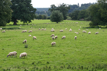 Obraz premium sheep grazing