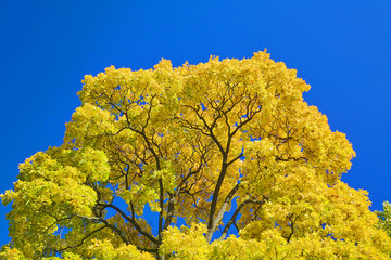 golden maple branches