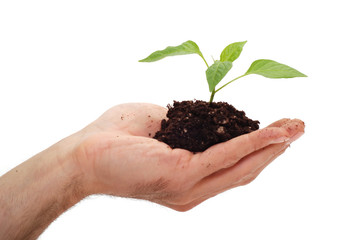 Man gardening a green plant