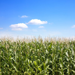 Biologischer Anbau von Mais