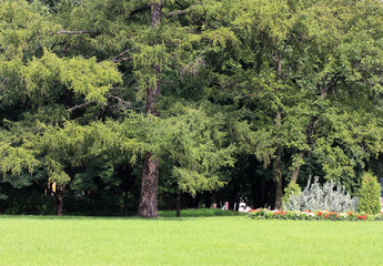 Fototapeta na wymiar Big tree in a old park