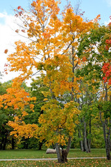 Naklejka premium Autumn trees