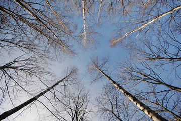 autumn motive, park,trees without leaves