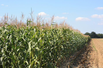 Biologischer Anbau von Mais 5