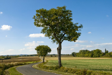 arbre 8