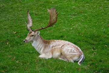 fallow stag resting