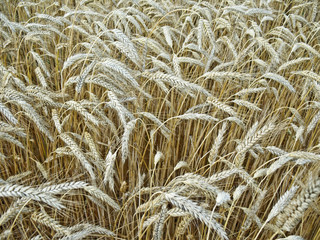 ripened  wheat grains  - autumn  harvest