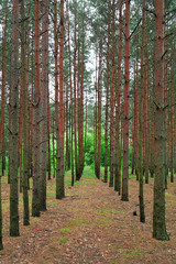 planted pines forest, rhythmic tree rows