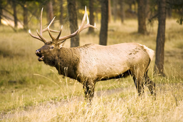 Elk Calling in the Forest