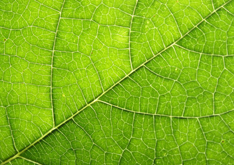 Naklejka na ściany i meble naturalnych świeżych zielonych liści tekstury (streszczenie w tle)