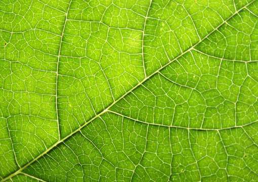 fresh natural green leaf texture (abstract background)