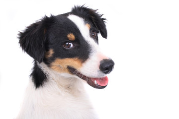 Fototapeta premium very nice outdoor dog on the white background