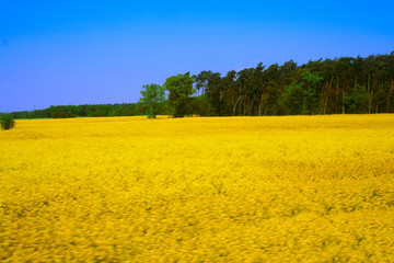 Rapeseed Field under the blue sky - canola, Brassica napus