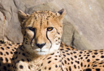 Wild cat a cheetah taking place in a zoo