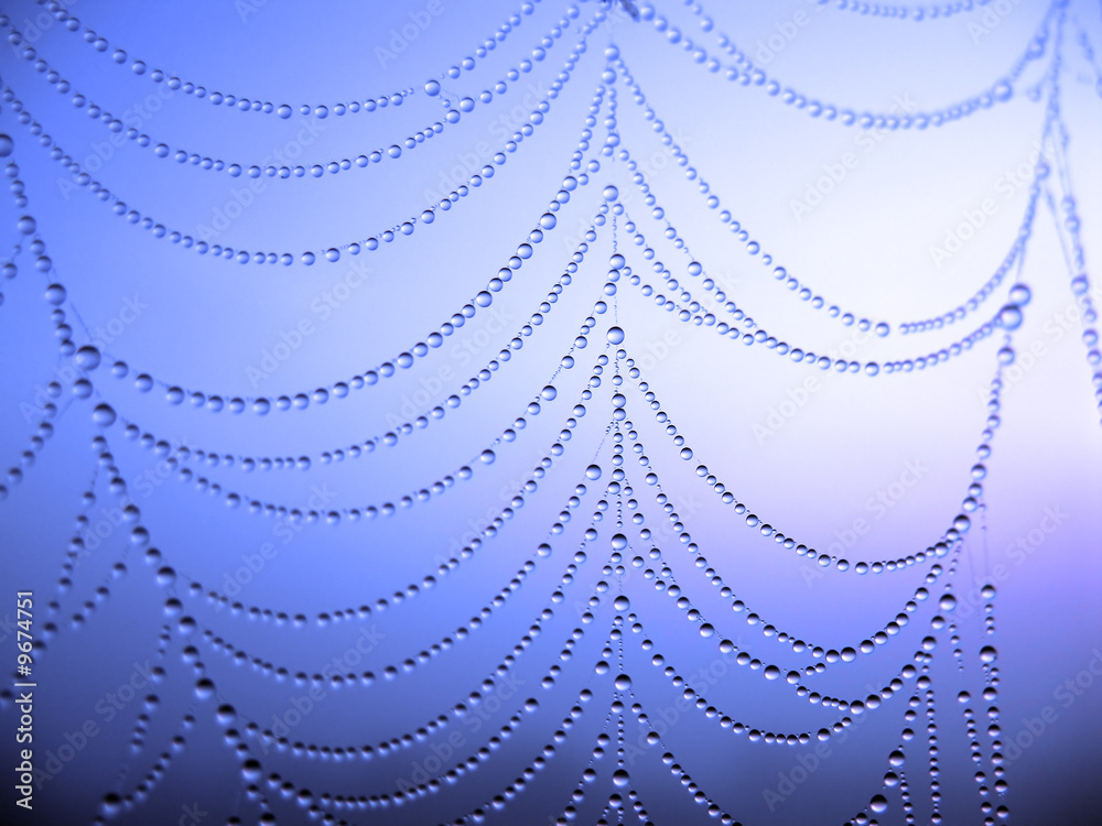 Wall mural close up of a spider web with dew drops