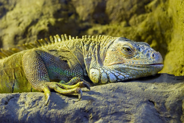 Iguana living in a terrarium of a zoo