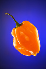orange habanero chile pepper against blue gradient background