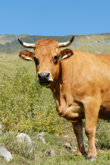 portrait de vache