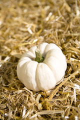 Kürbis im Heu 5