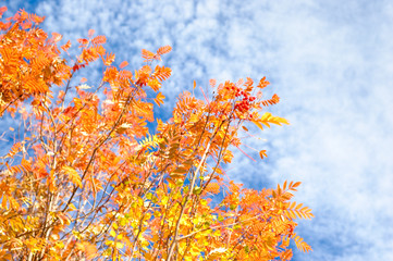 Orange tree on blue sky