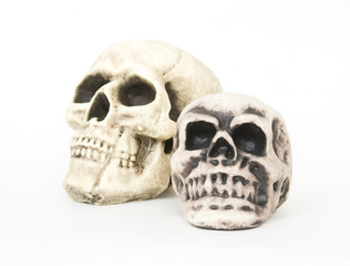 replicas of two human skulls placed on a white background