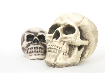replicas of two human skulls