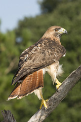 red tailed hawk perched on branch