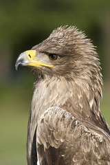 indian tawny eagle, profile portrait