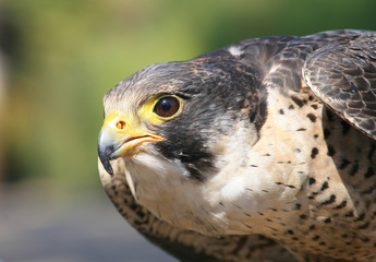 Peregrine Falcon