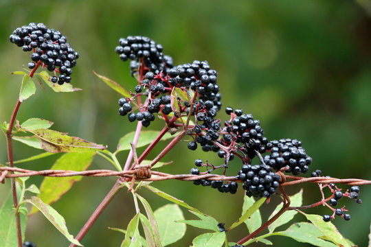 Bacche Di Viburnum Dentatum