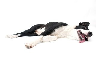 Border Collie Laying Down