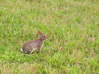 A wild bunny rabbit grazing in the grass