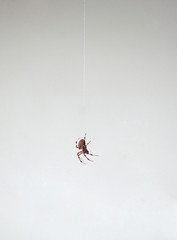 A macro shot of a spider hanging from a thread.
