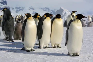 Verduisterende rolgordijnen zonder boren Pinguïn Keizerspinguïn - Coulmann Island (Antarctische wateren)
