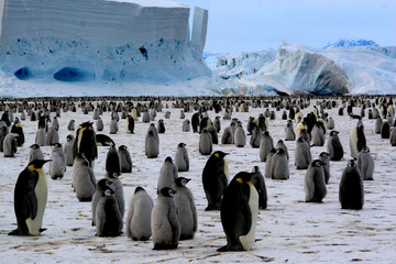 Colony emperor penguins (Antarctic)
