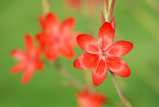 Red Kaffir Lily, Schizostylis coccinea Major