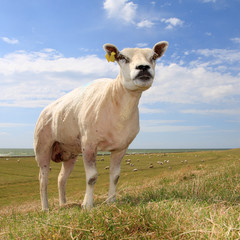 single sheep in field, against blue sky - 9681109