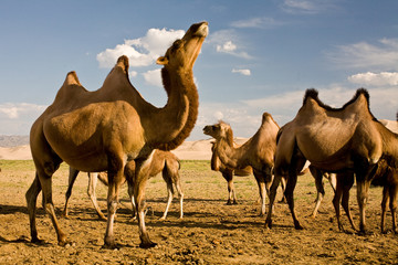 Camels standing in sand dunes of Mongolia's Gobi desert
