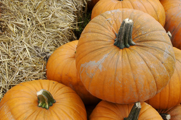 Eine große Auswahl Kürbisse