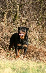 Rottweiler à la campagne
