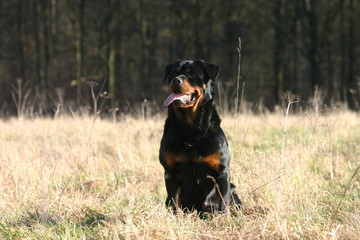 Rottweiler assis à la campagne